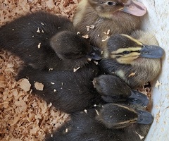 Indian runner ducklings