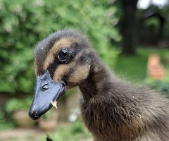 Indian runner ducklings - 2