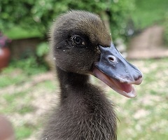 Indian runner ducklings - 3