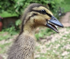 Indian runner ducklings - 4