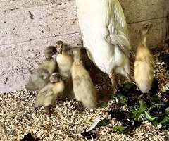 Indian runner ducklings