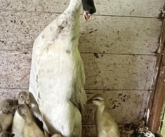 Indian runner ducklings - 2
