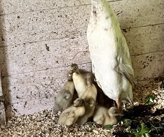 Indian runner ducklings - 3