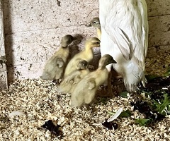 Indian runner ducklings - 4