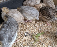 Coturnix Quail Females For Sale