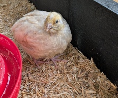 Coturnix Quail Females For Sale - 2