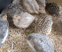 Coturnix Quail Females For Sale - 3