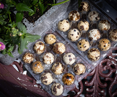 Coturnix Quail Mixed Colours Hatching Eggs