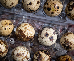 Coturnix Quail Mixed Colours Hatching Eggs - 2