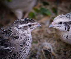 Coturnix Quail Mixed Colours Hatching Eggs - 3