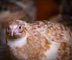 Coturnix Quail Mixed Colours Hatching Eggs - 4