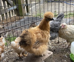 3 Silkie Hens