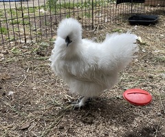 3 Silkie Hens - 2