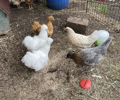 3 Silkie Hens - 3