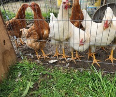 4 cockerels - 4