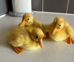 ☆ Mixed ducklings ☆