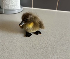 ☆ Mixed ducklings ☆ - 2