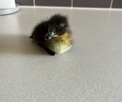 ☆ Mixed ducklings ☆ - 3
