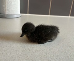 ☆ Mixed ducklings ☆ - 4