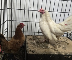 2 young, good laying female bantam hens for sale.