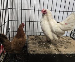 2 young, good laying female bantam hens for sale. - 2