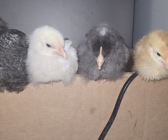 £10 each - 4