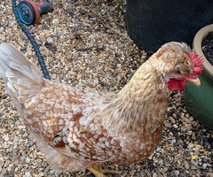 2 Swedish Flower Hens For Sale to Very Good Home Only.