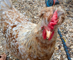 2 Swedish Flower Hens For Sale to Very Good Home Only. - 2
