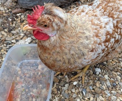 2 Swedish Flower Hens For Sale to Very Good Home Only. - 3