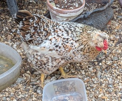 2 Swedish Flower Hens For Sale to Very Good Home Only. - 4