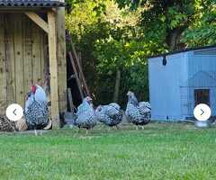Silver Laced Wyandotte hatching eggs