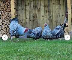 Silver Laced Wyandotte hatching eggs - 2