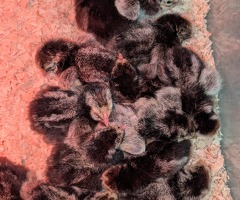 Silver Laced Wyandotte hatching eggs - 3