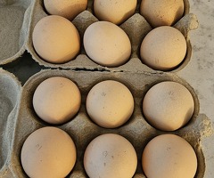 Silver Laced Wyandotte hatching eggs - 4