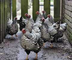 Silver Laced Wyandotte hens