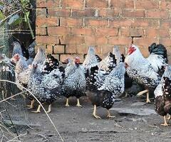 Silver Laced Wyandotte hens - 2