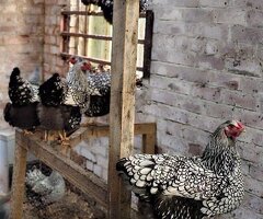 Silver Laced Wyandotte hens - 3