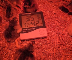 Day old chicks available