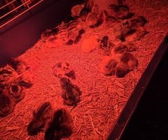 Day old chicks available - 2