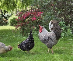 10 month old Maran cockerel for sale