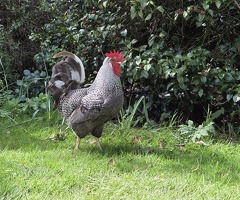 10 month old Maran cockerel for sale - 2