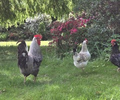 10 month old Maran cockerel for sale - 3