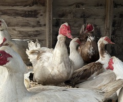 Muscovy Ducks and Drakes for sale