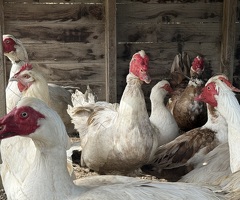 Muscovy Ducks and Drakes for sale - 2