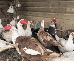 Muscovy Ducks and Drakes for sale - 3