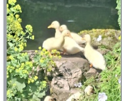 Beautiful miniature silver appleyard x call ducklings