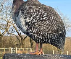 12 x Guinea Fowl fertile hatching eggs