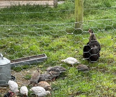 12 x Guinea Fowl fertile hatching eggs - 3