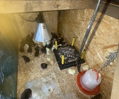 Chicks