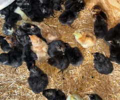 Chicks - 2